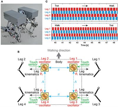 Adaptive Control Strategies for Interlimb Coordination in Legged Robots: A Review